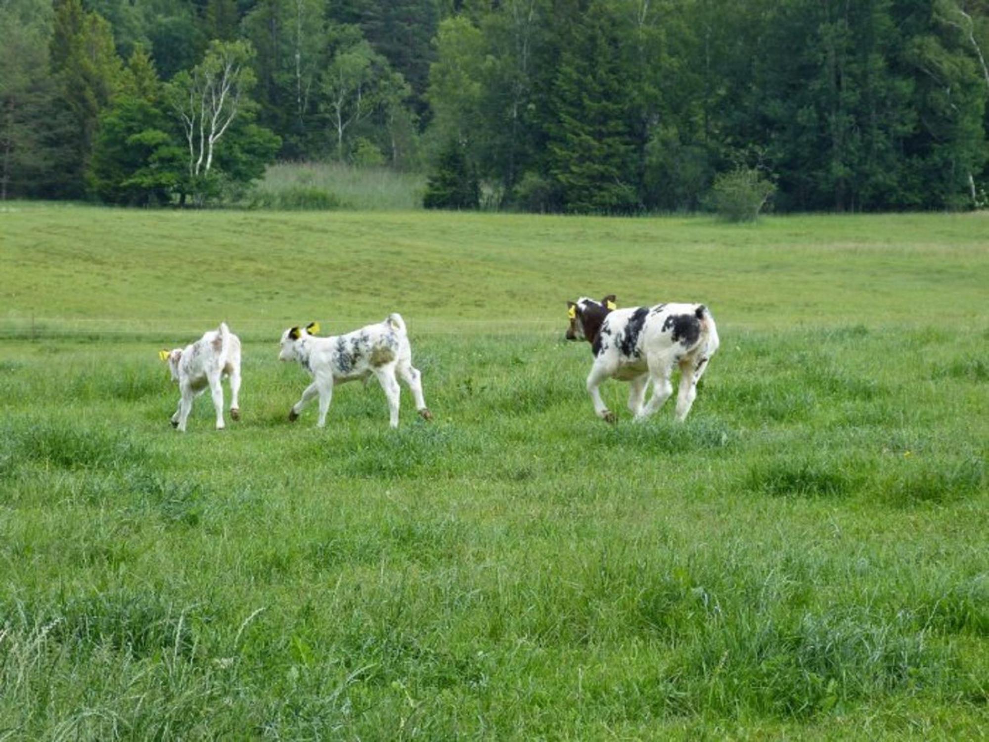 Druckerhof *