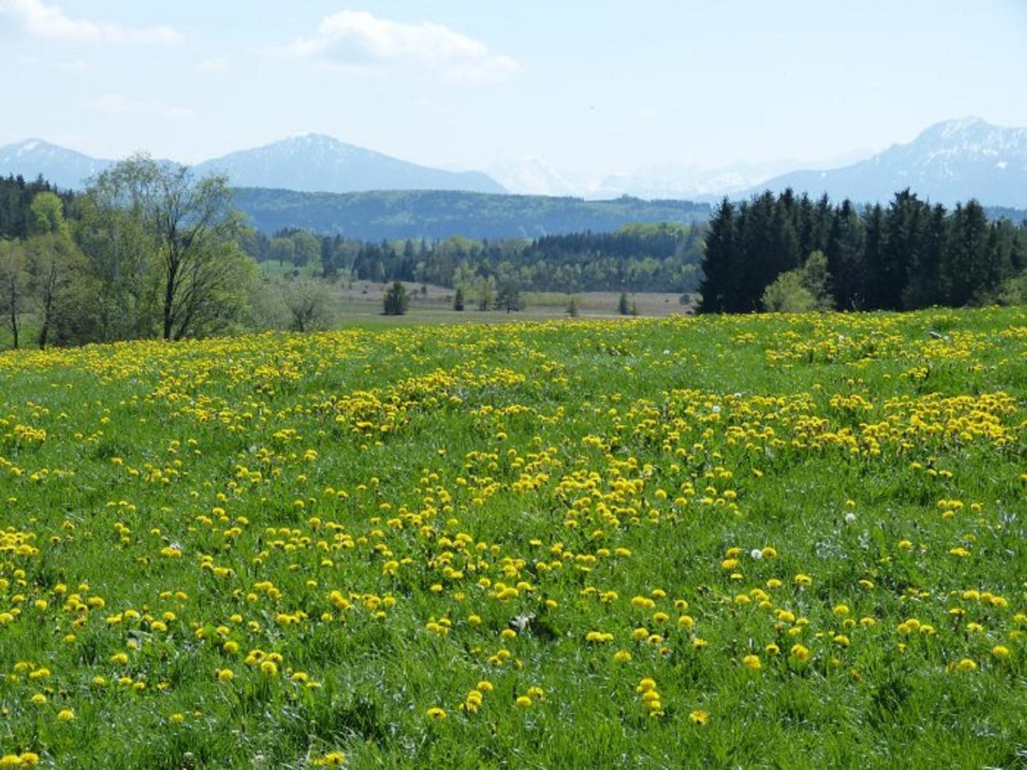 Апартаменты Druckerhof *